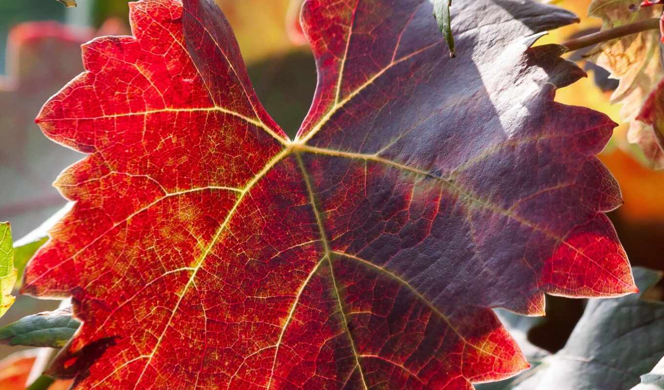 autumn, branch, which, leaf, service, vine, reisen, pixabay, shell, carmenere, gruppenreisen