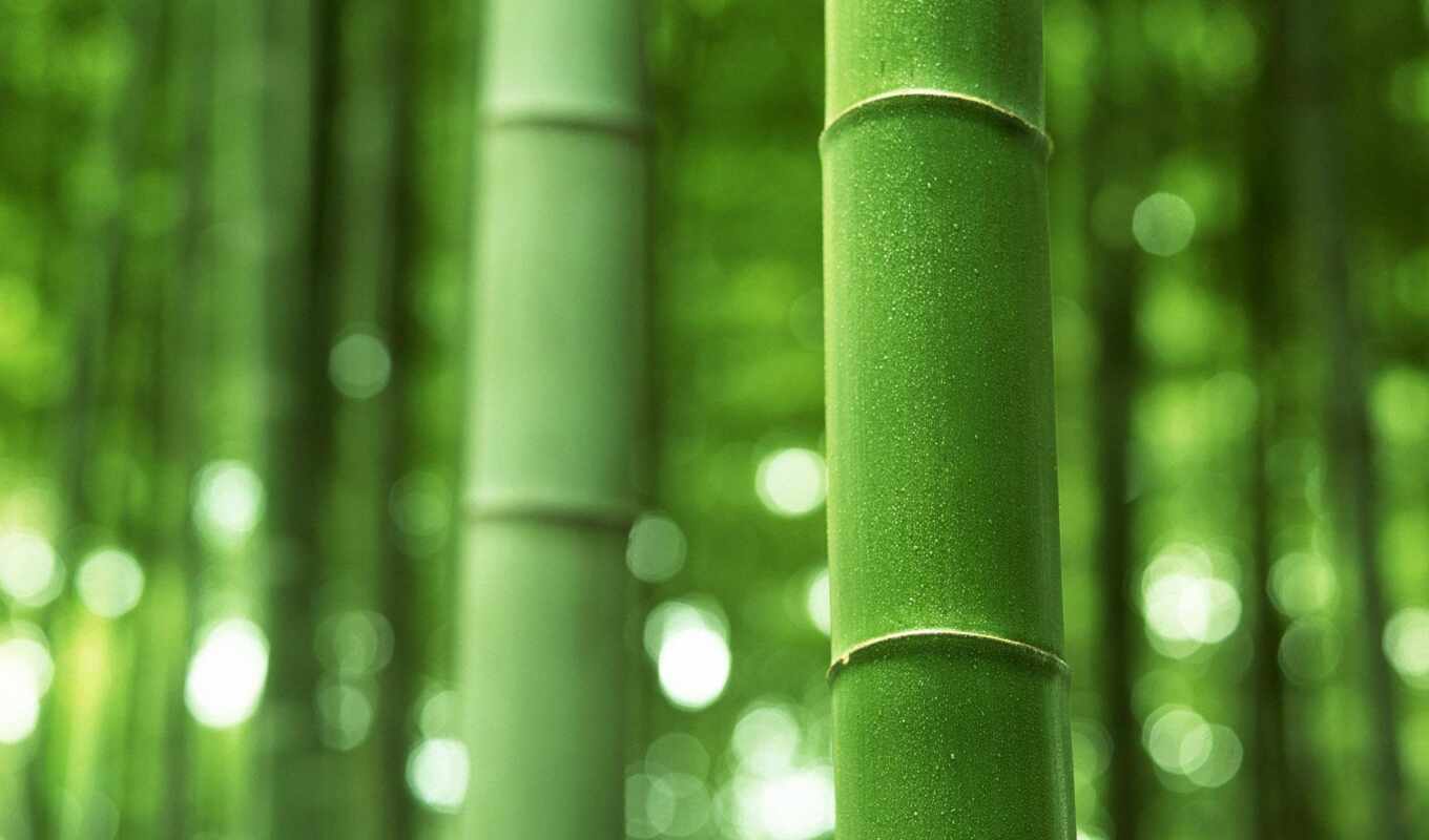лес, бамбук, бамбука