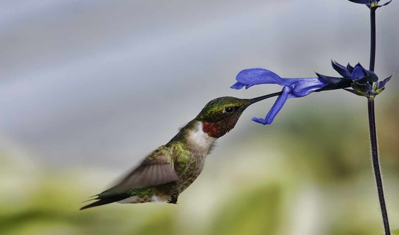 flowers, flight, beautiful, bird, happiness, hummingbirds, mix