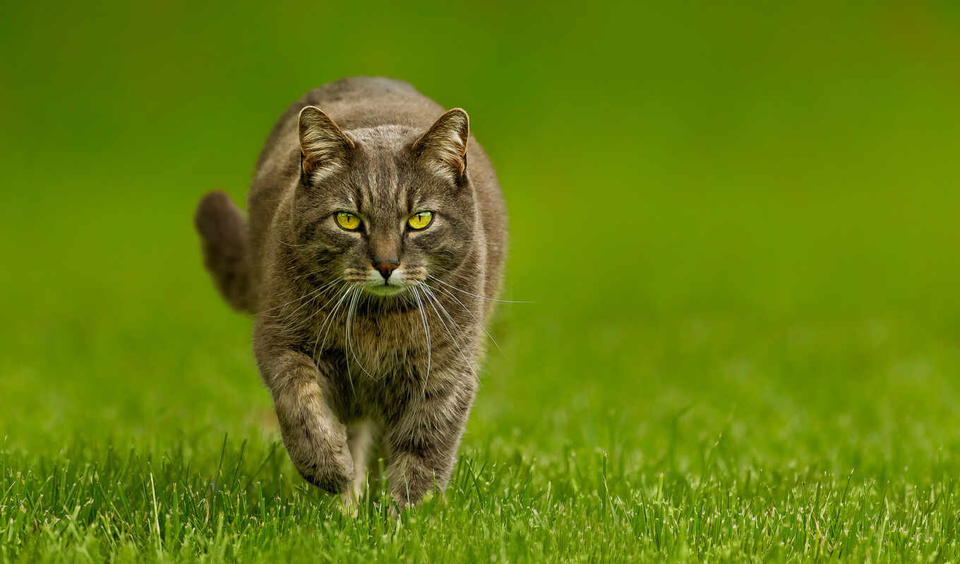 кот, powered, браун, глазами, коты, кота, траве, идёт, вики, зелёными, серо