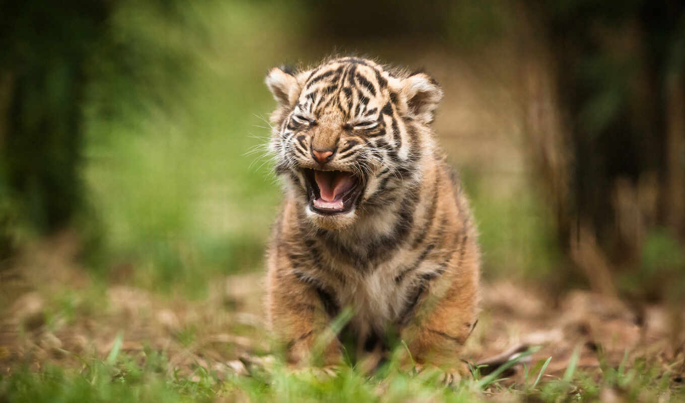 white, amur, tiger, the cub
