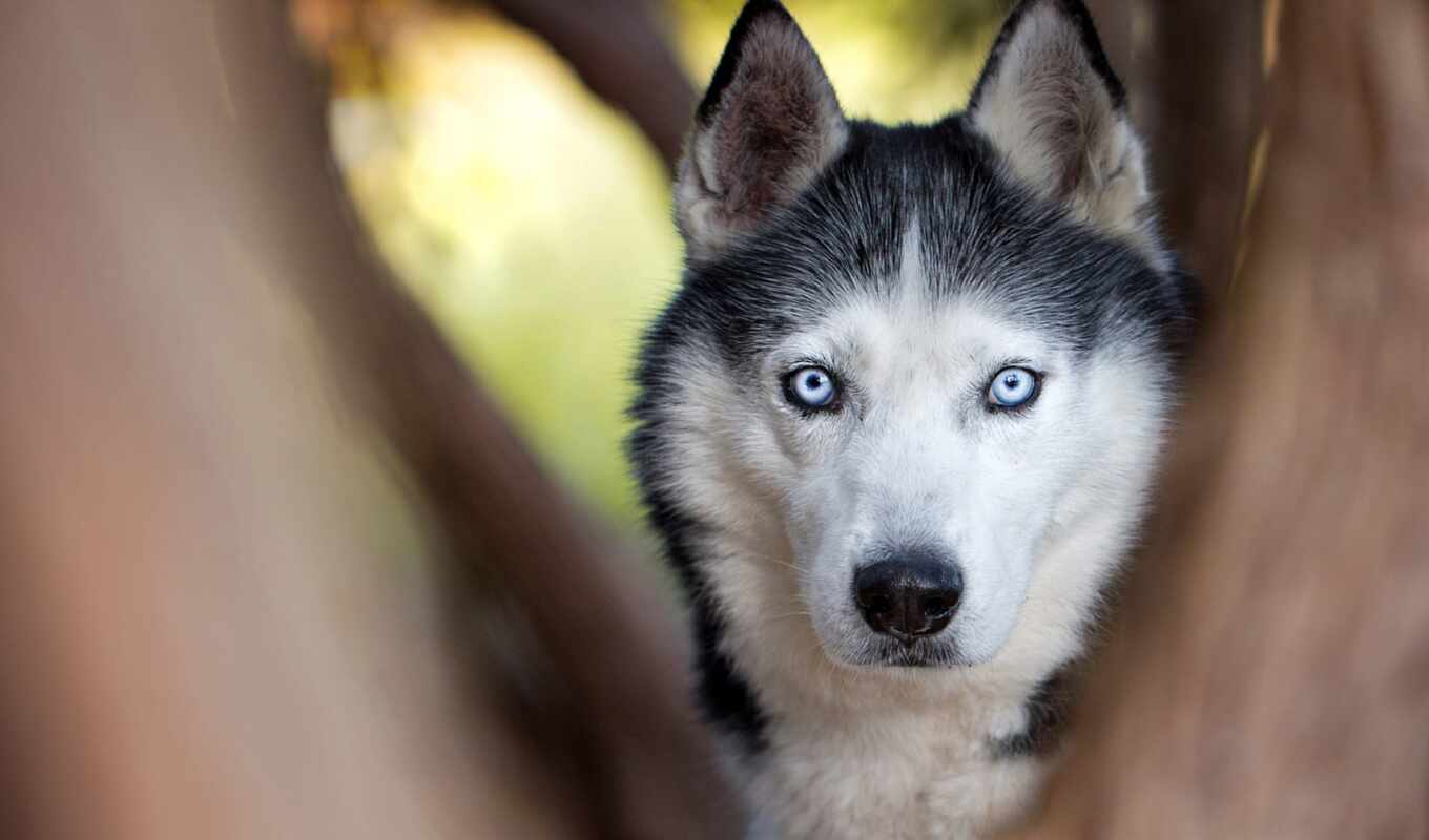 blue, view, eye, big, cute, dog, husky, animal, pet, wood
