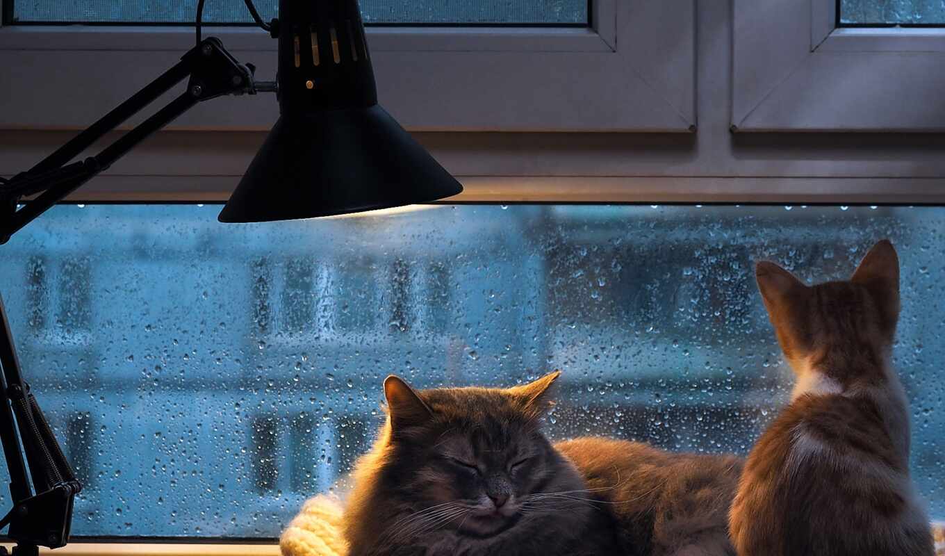 дождь, кот, ответить, animal, лампа, километр, cozy, назад, funon