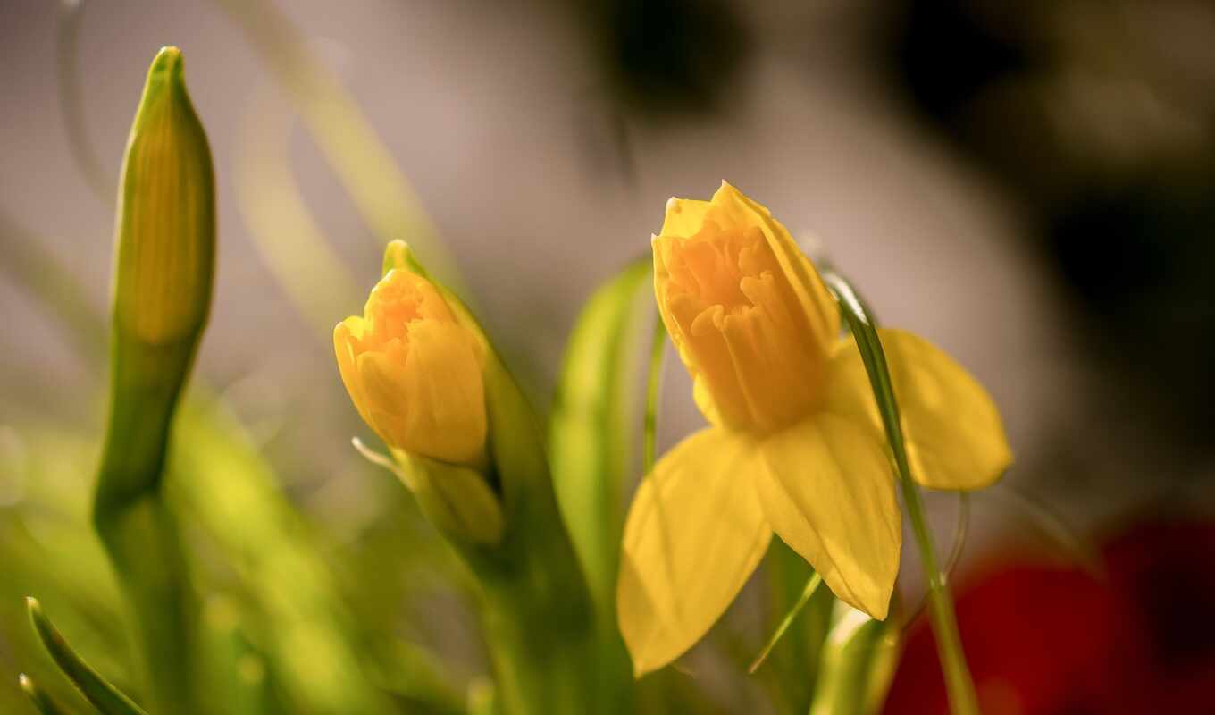 цветы, mac, весна, side, yellow, бутон, narcissus, макросъемка, daffodil, makryi