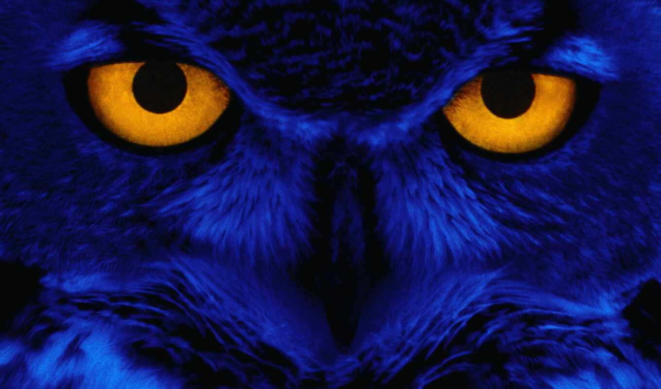 owl, halloween, amore, it's scary, paranormal, pps, recherche, fecamp, trichtenhauserm hle