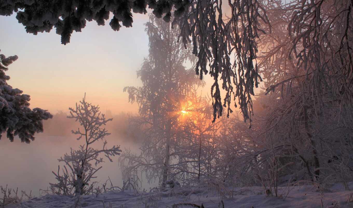 sun, snow, winter, forest