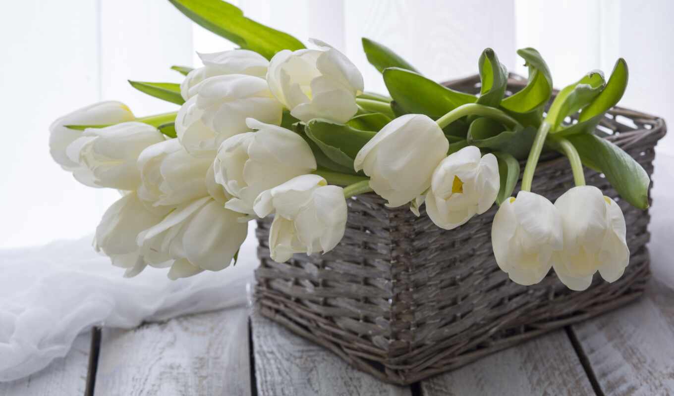 white, тюльпан