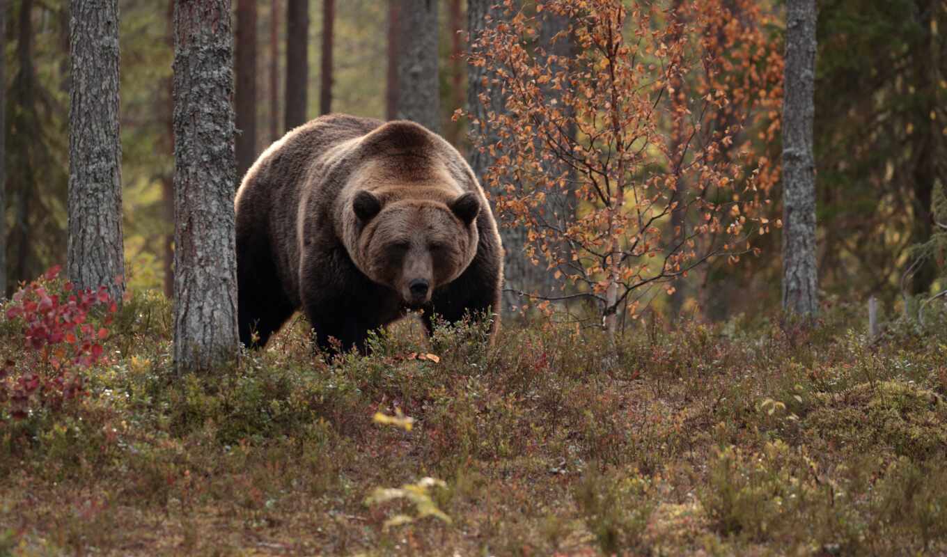 forest, animals, brown, bear, animal, in, male, adobe, ursus, fore