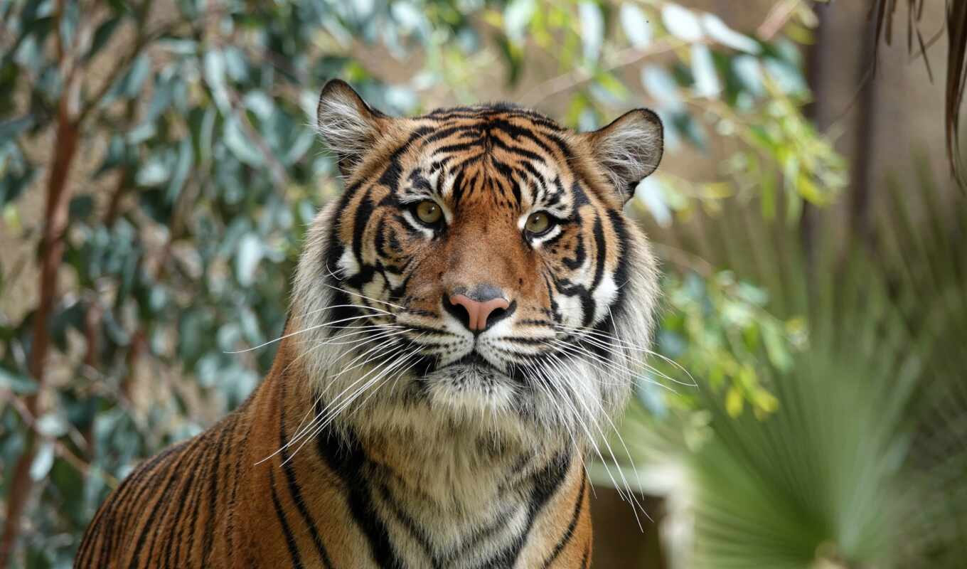 фото, глаза, кот, смотреть, zoo, тигр, animal, tigre, sumatran