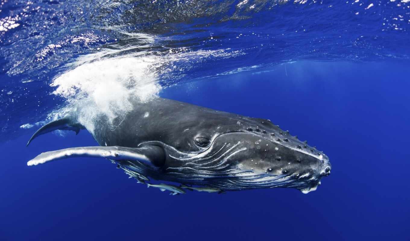 кит, океан, жизнь, горбатый