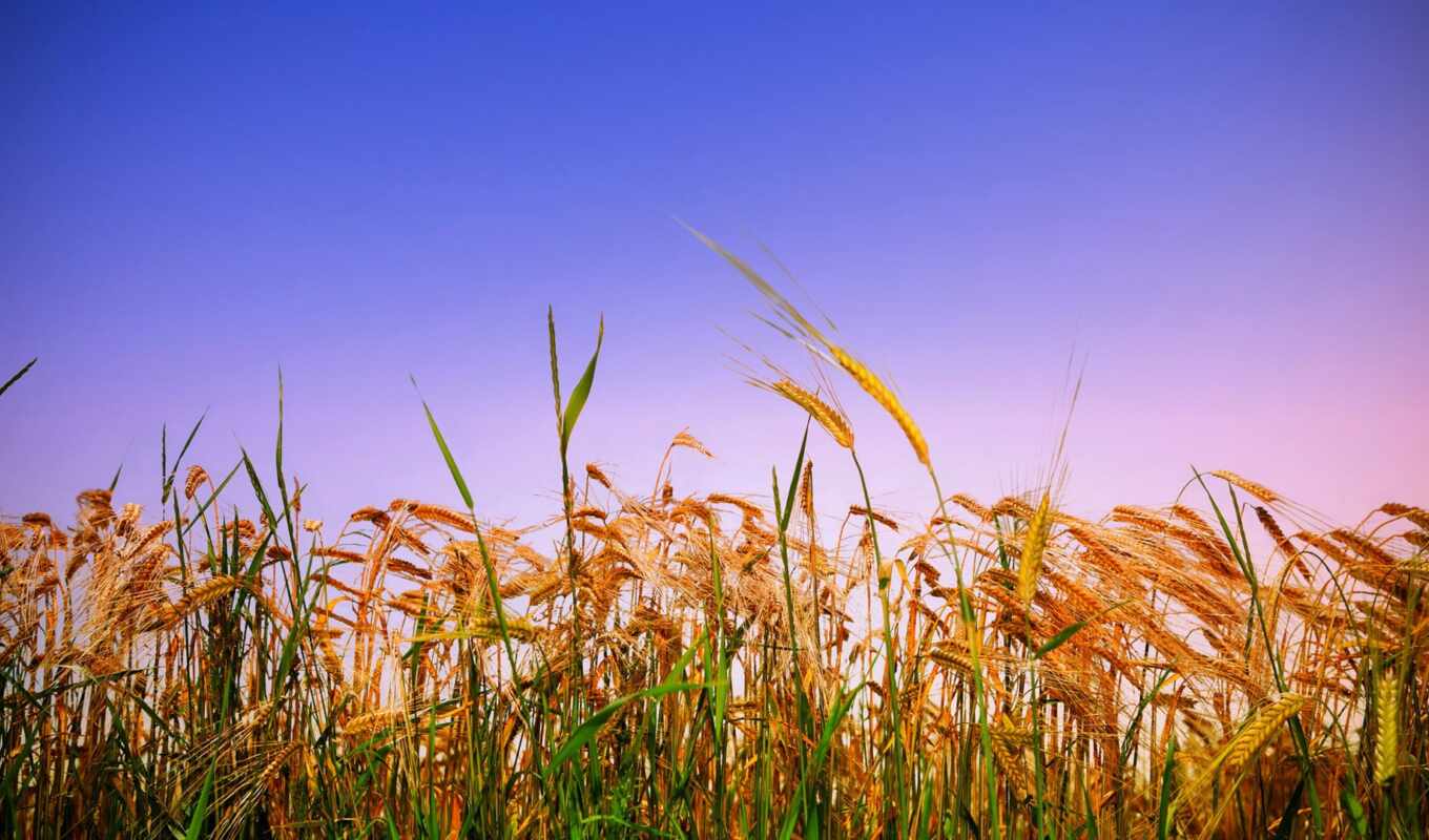 природа, трава, закат, поле, серьги, растение, пшеница, corn