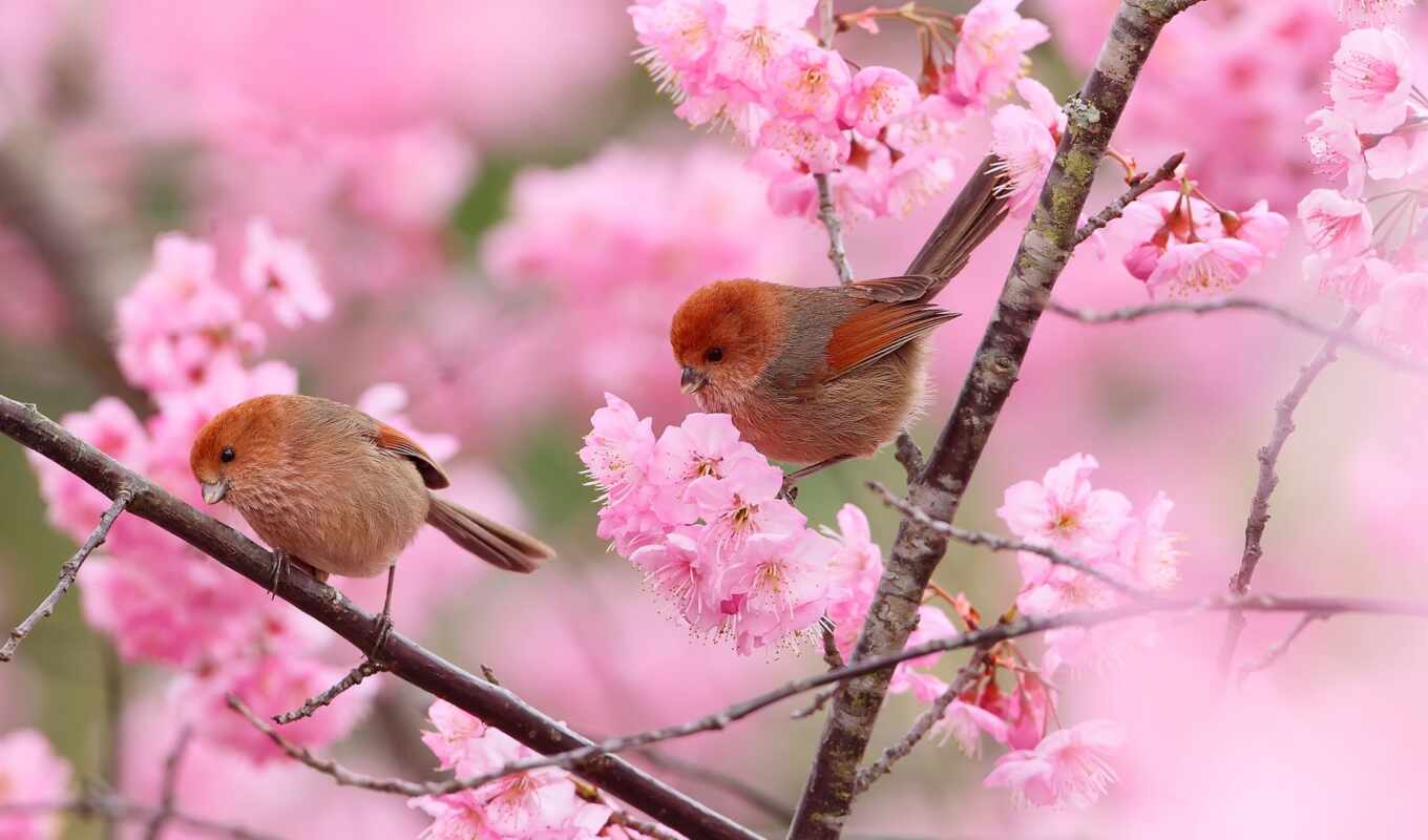 flowers, petals, bird, pink, branch, spring