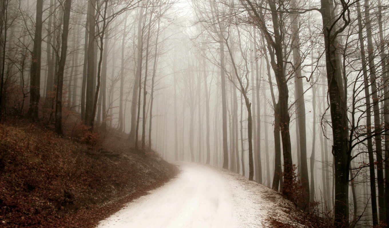 nature, road, winter, day, fog, forest, road
