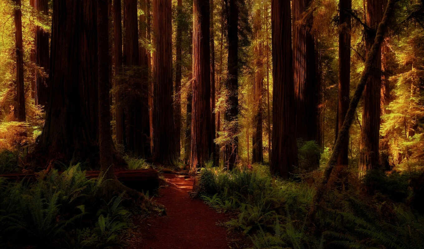 природа, лес, landscape, pixels, california, тропинка, редвуд