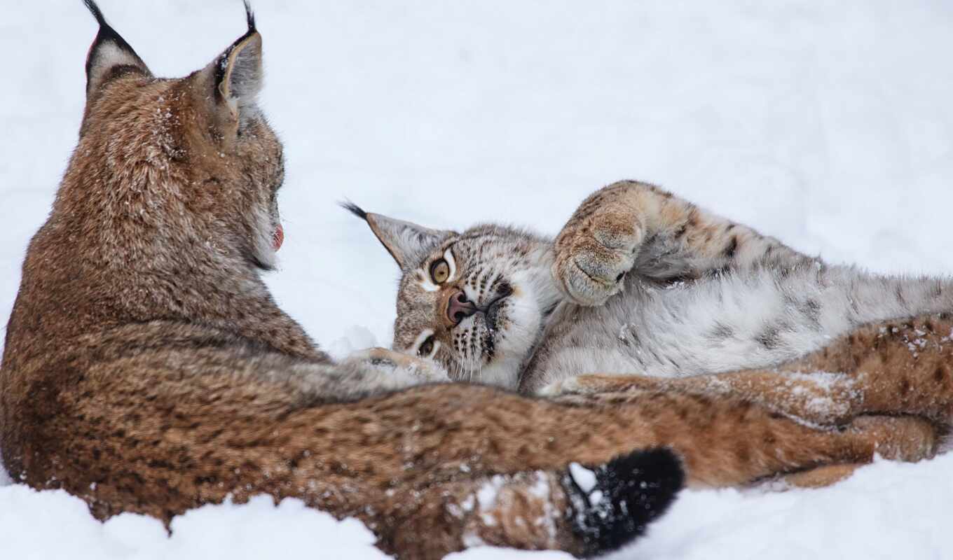 page, snow, predator, lynx