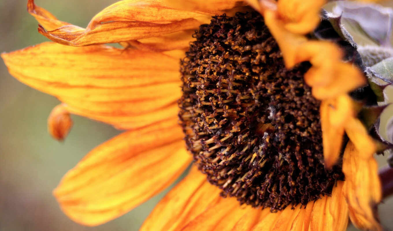 desktop, background, sunflower, code, autumn, mouth, sunflowers