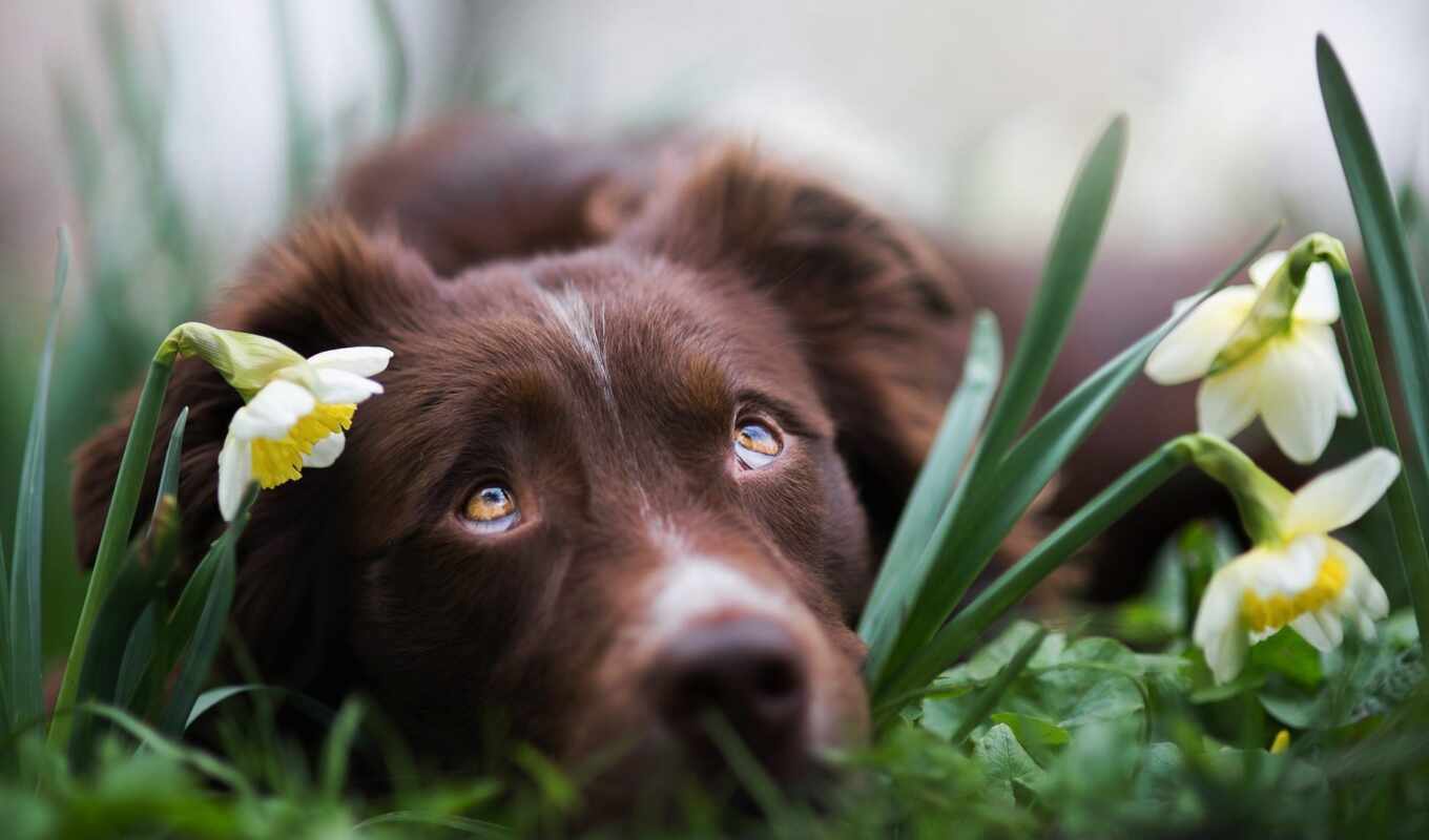 view, picture, dog, dogs, sad, cvety, daffodils