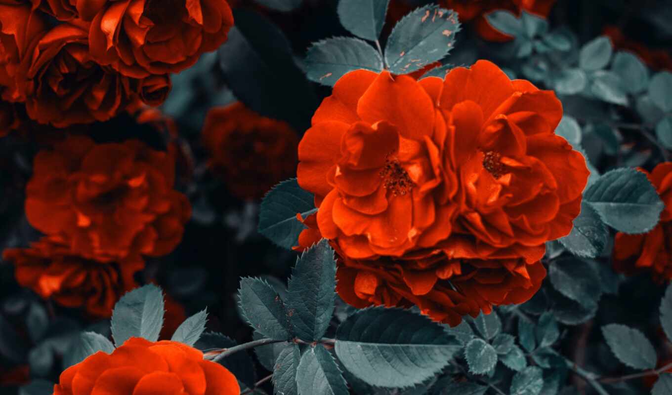 flowers, rose, mobile, love, red, plant, orange, color, these, vibe, smartphone