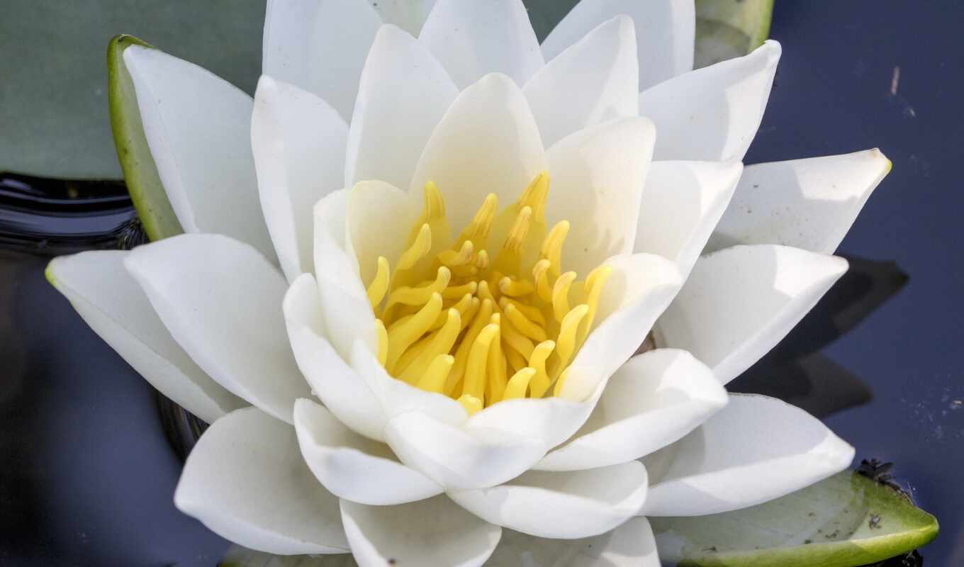 цветы, white, water, пруд, lotus, растительность, domain, лаанг, возникновение, buring, трансакционный