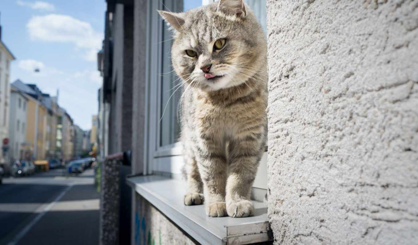 window, cat, and, kitty, which, katzen, ihre, mitbewohn