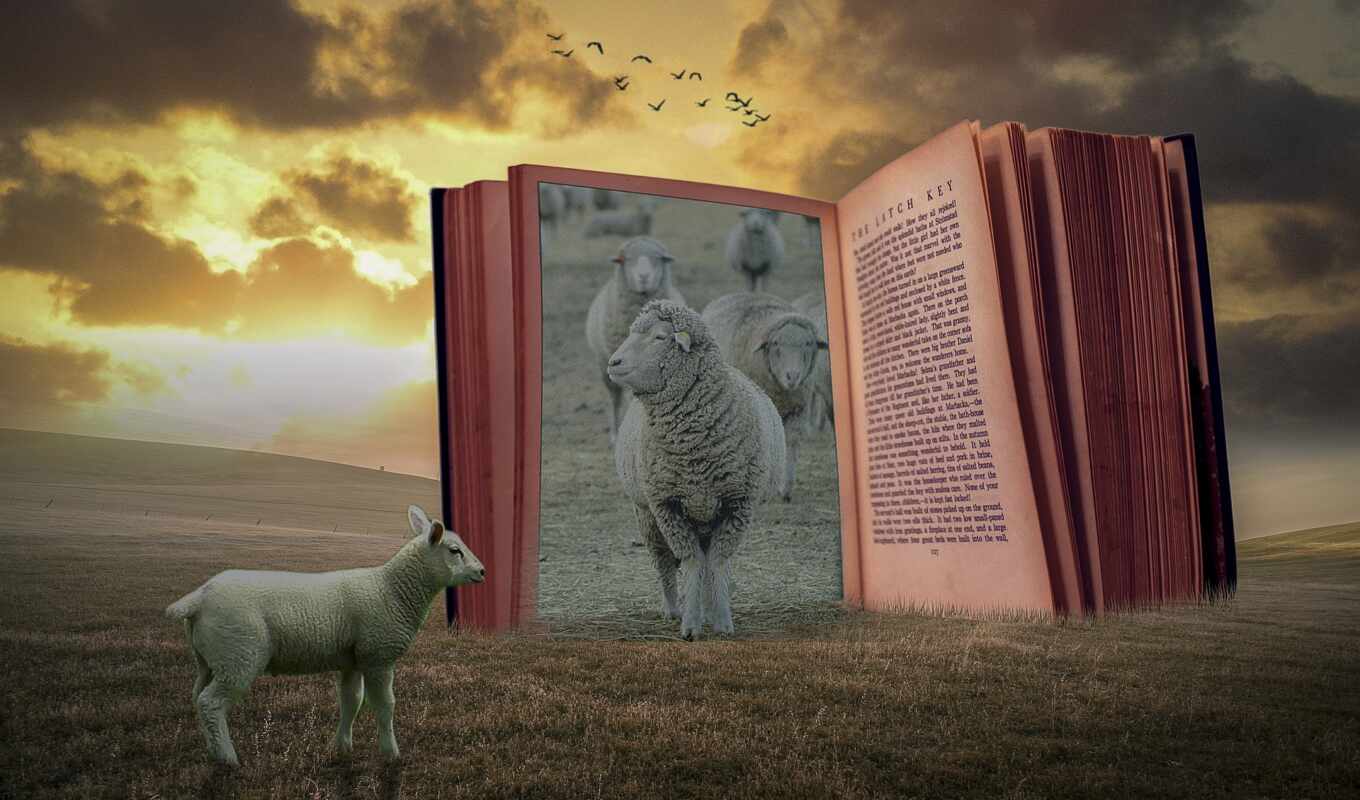 книга, овец, manipulation