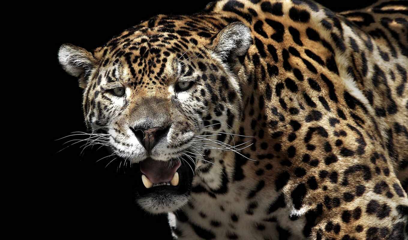 ecran, леопард, animals, jaguar, fonds, sur