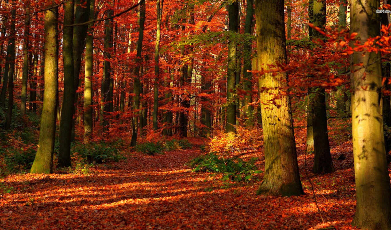 games, forest, autumn, forest, inspiration, small, which, idles, mflex, sleep