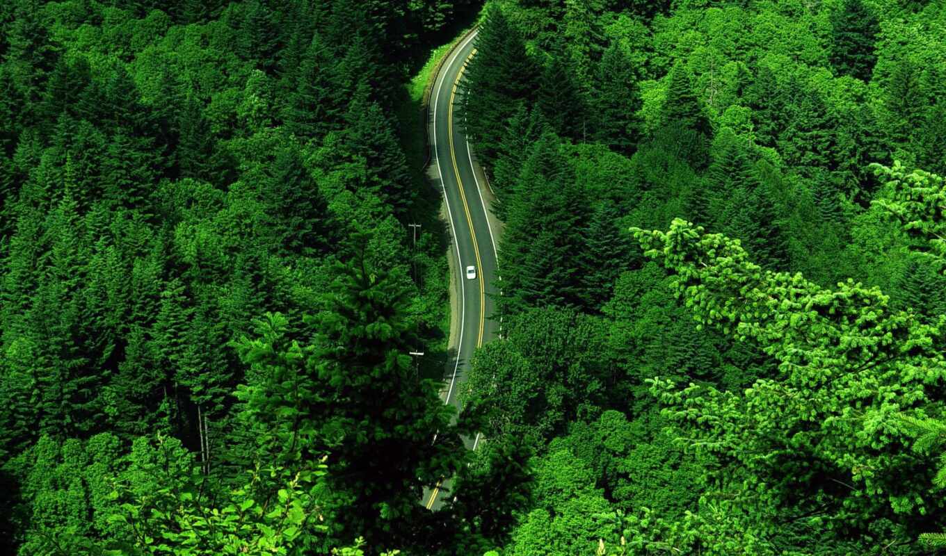 nature, collection, forest, road, car, яndex, goes, through, collections