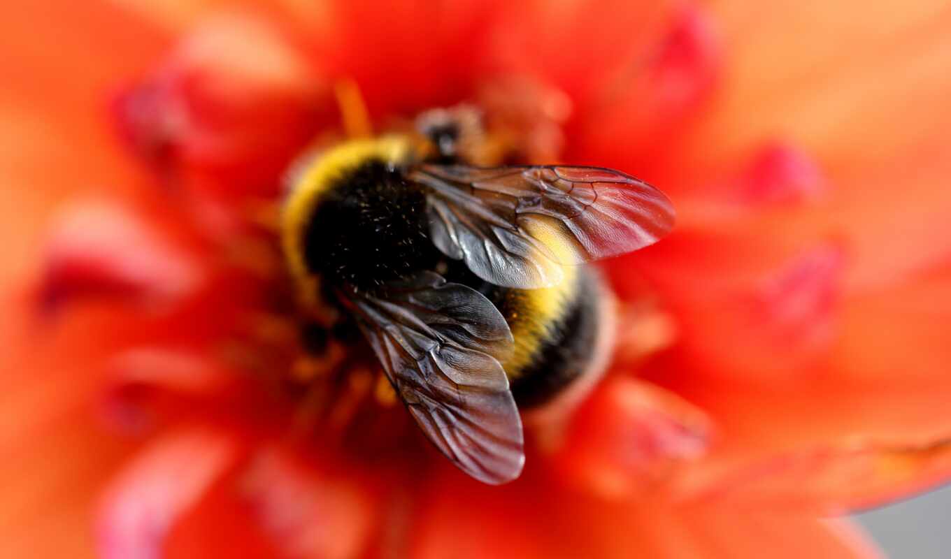 пчелка, зелёный, economy, biofin