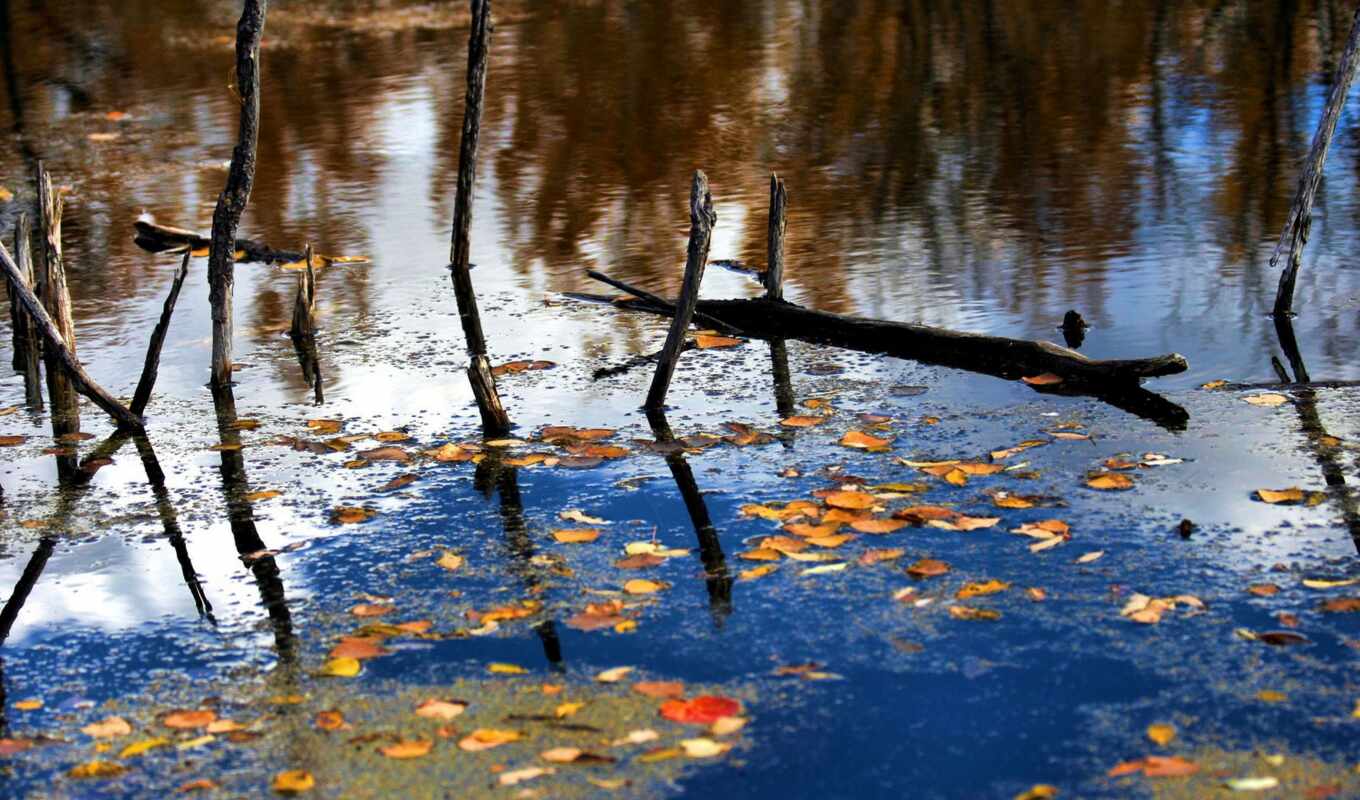 sheet, water, autumn