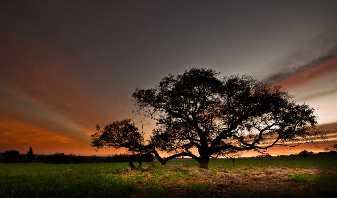 nature, sky, tree, field, evening, pictures, Landscape, nature