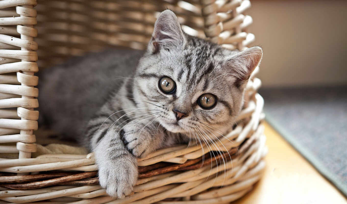 view, cat, cats, kitty, basket, stripping, lying, basket