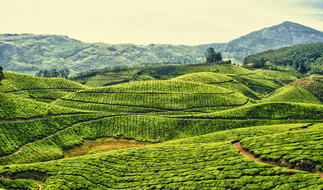 india, чая, плантация, kerala, plantations