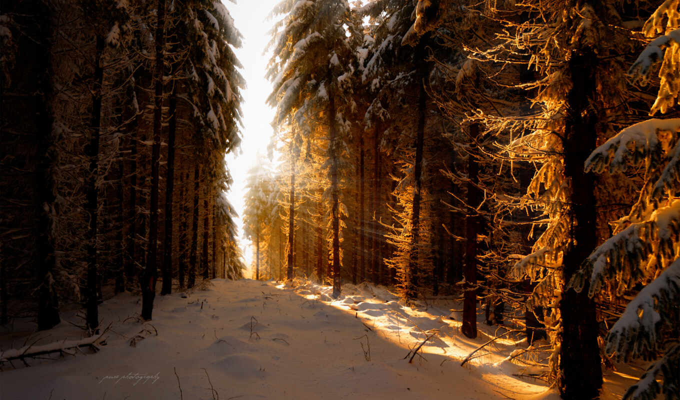 iphone, covers, sun, снег, winter, лес, лесу