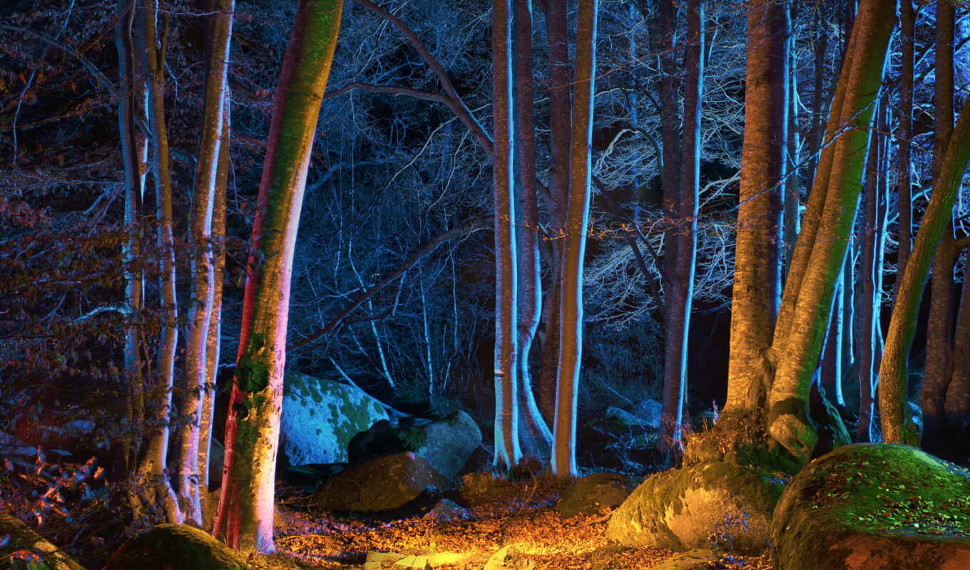 night, forest, clipart, small, raster, light, bright, light, field