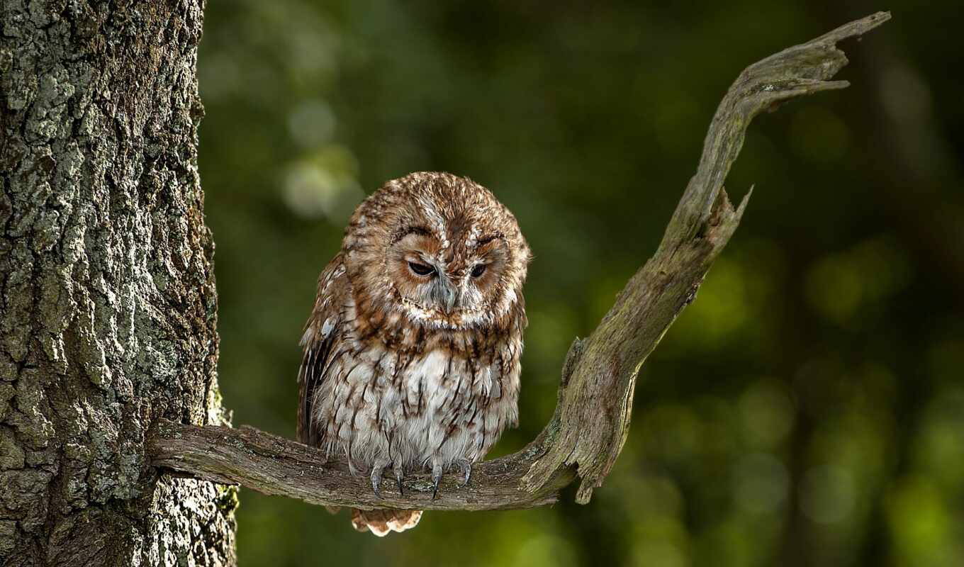 nature, view, tree, forest, owl, add, bird, branch, animal, sit