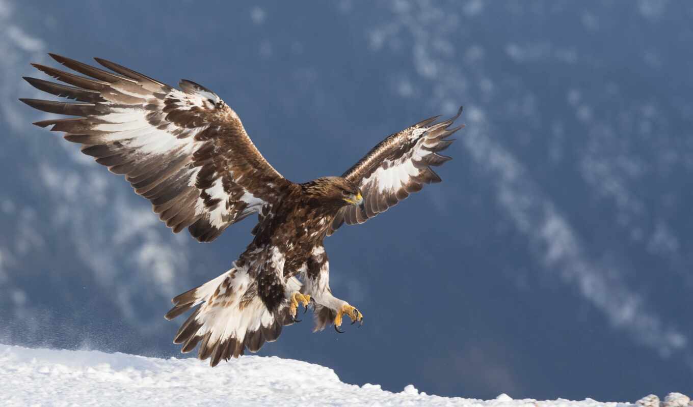 картинка, снег, золотистый, хищник, птица, орлан, animal, красивый, berkut
