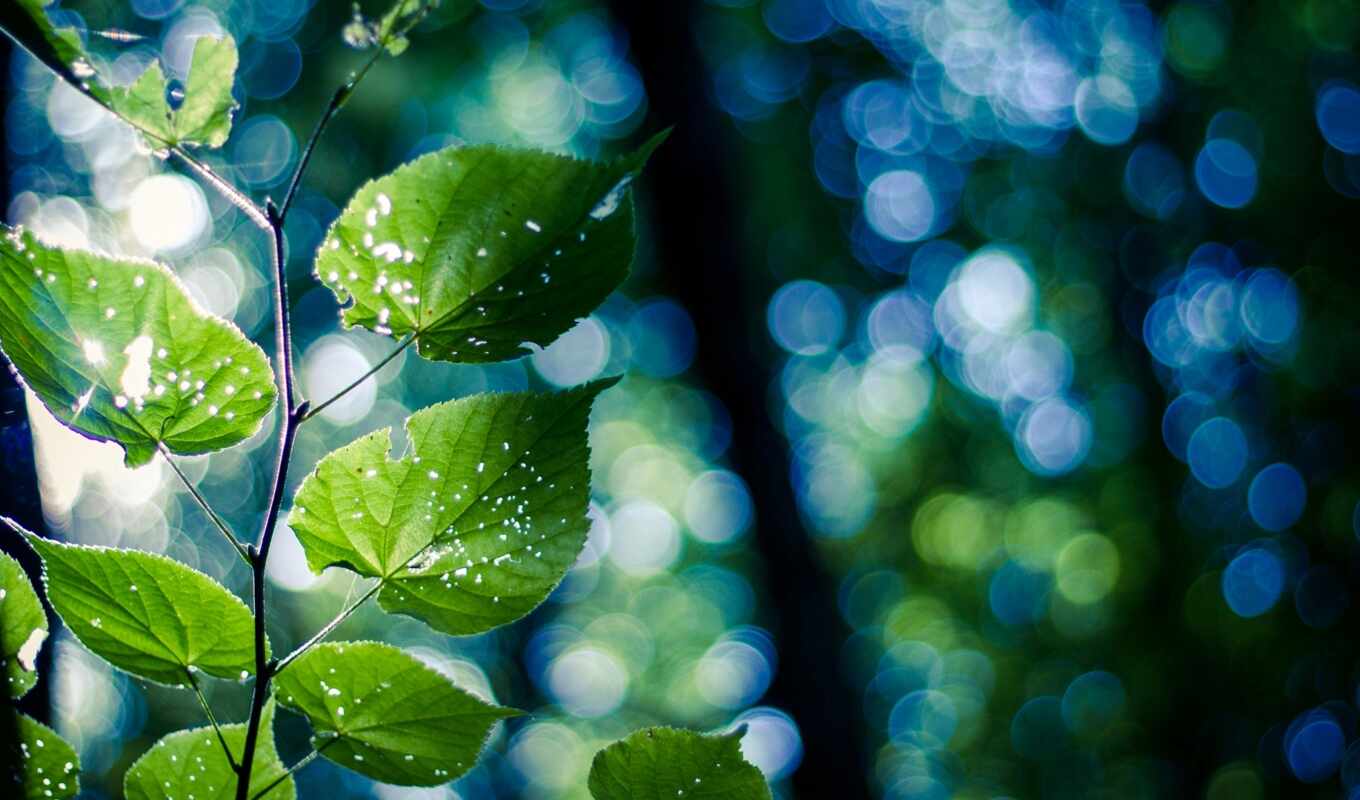 природа, лист, branch, зеленое