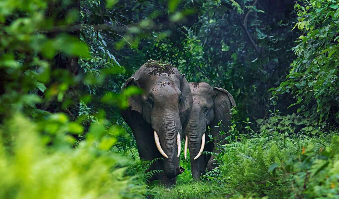 слон, animal, india, west, бенгальский