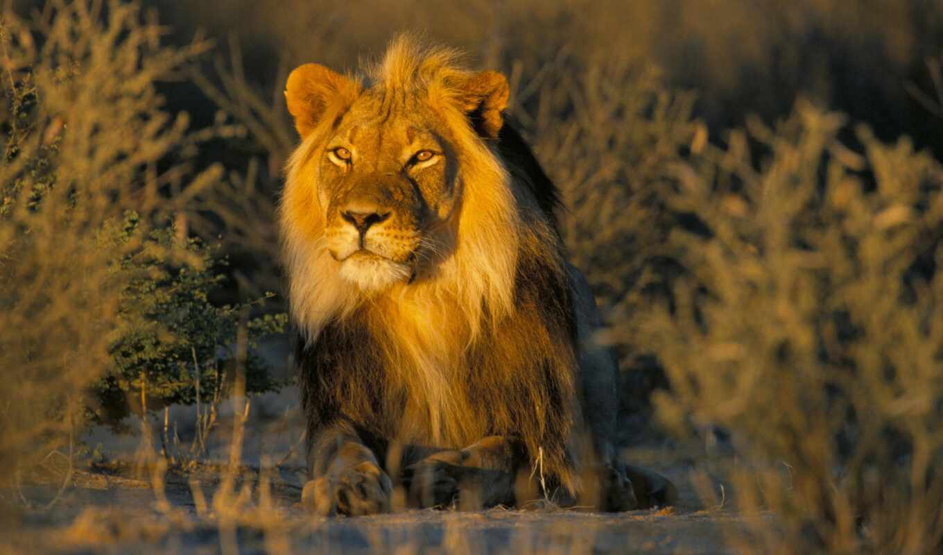 lion, закат, animal