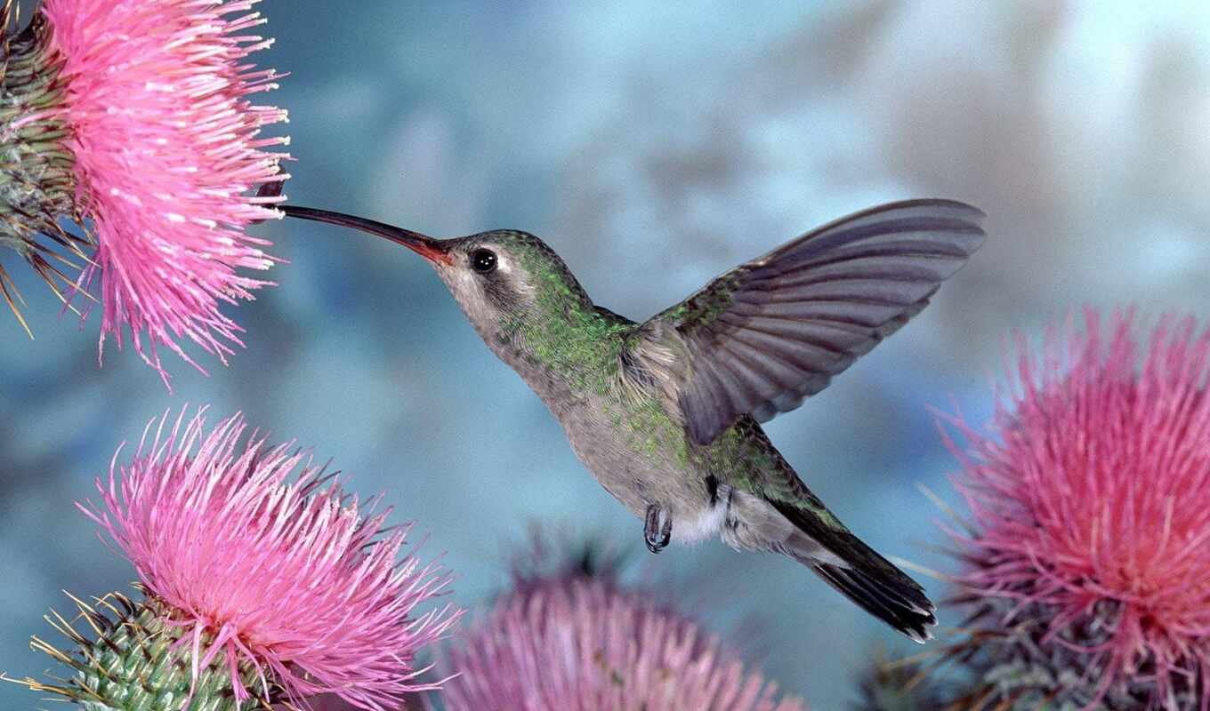 nature, flowers, bird, animal, hummingbirds