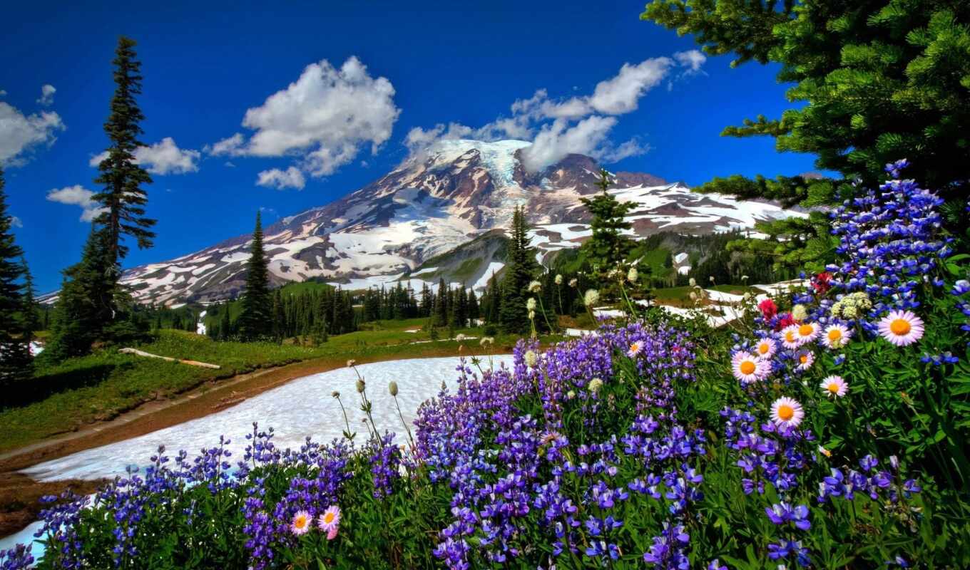 nature, flowers, fone, snow, beautiful, road, landscape, mountains, nature, mountains, mountains