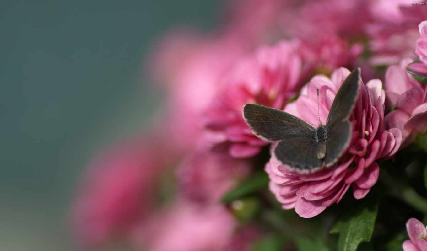 macro, butterfly, pink, pin, cvety, blurring