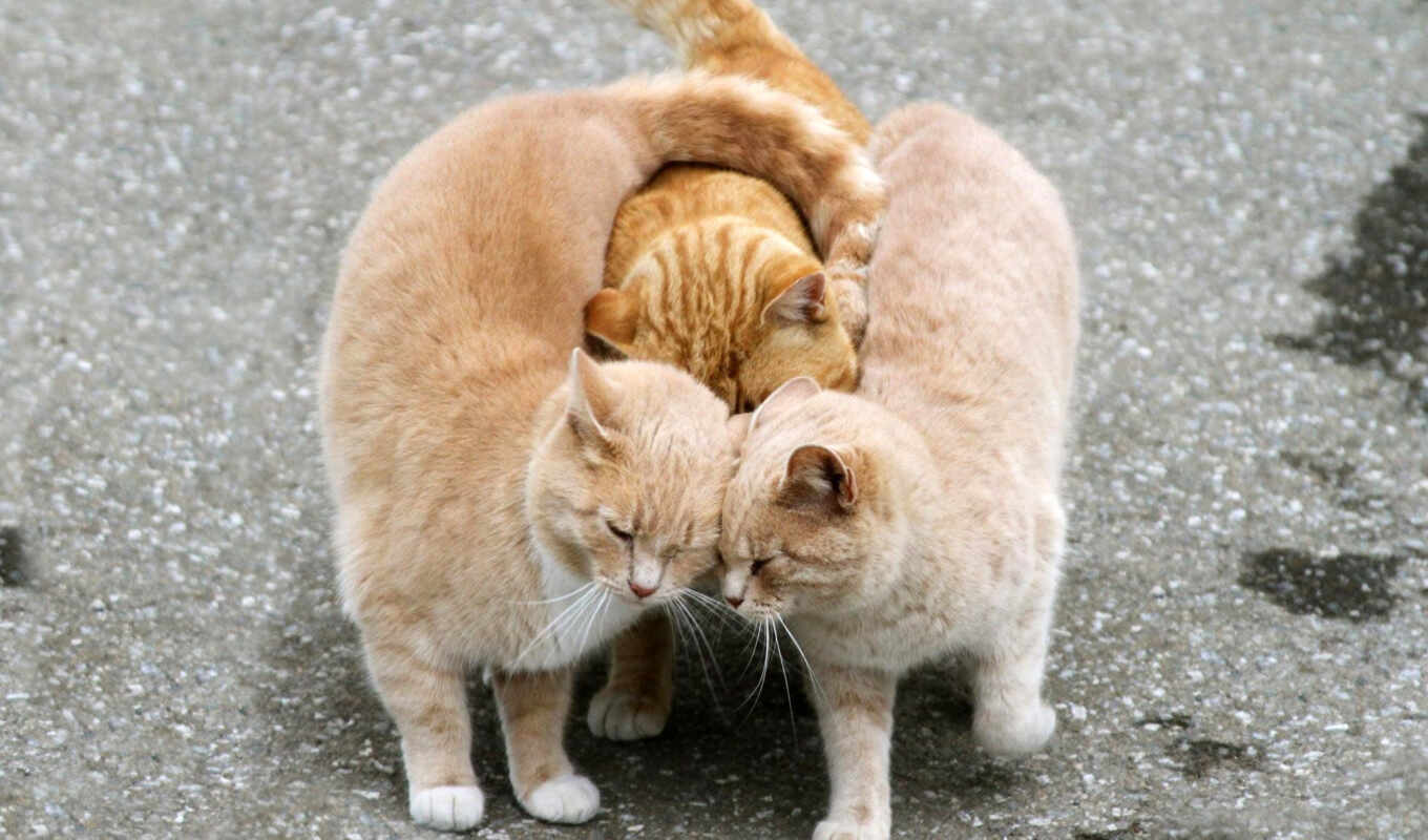 to do, cats, cats, cats, feline, group, hugging, cat, hugs, a hug, lask