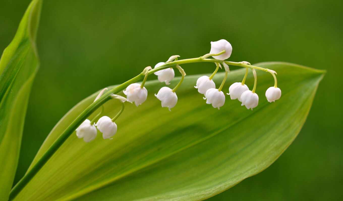 nature, white, grass, foliage, lilies of the valley, lily, cvety, lily of the valley, convallariae