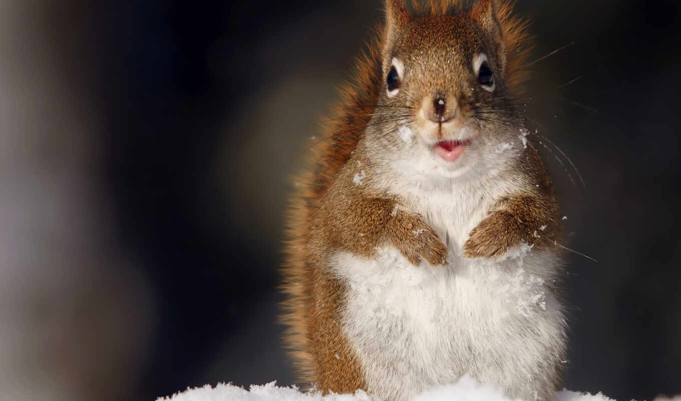 snow, winter, squirrels, zhivotnye, proteins, in winter
