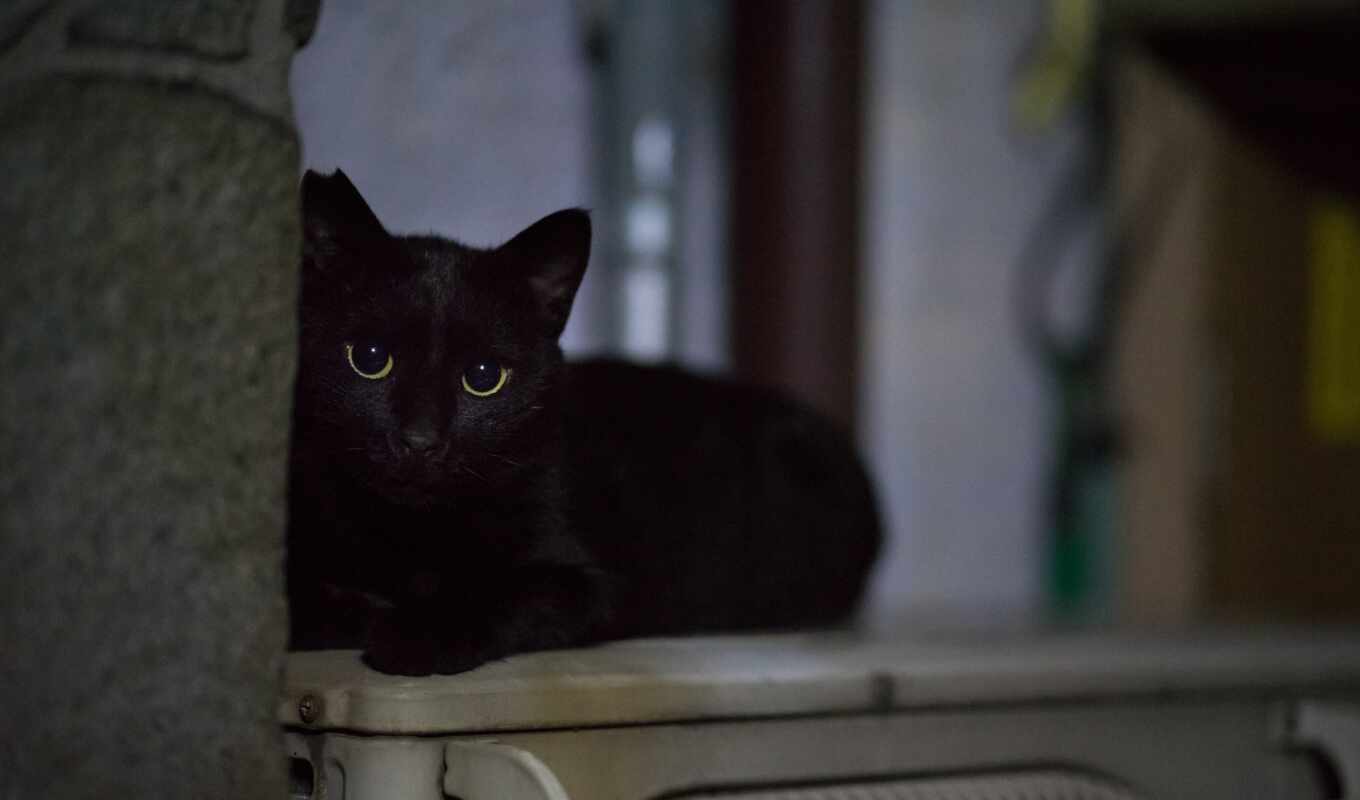 black, взгляд, глаз, черная, кот, добавить, морда, animal, пожаловаться