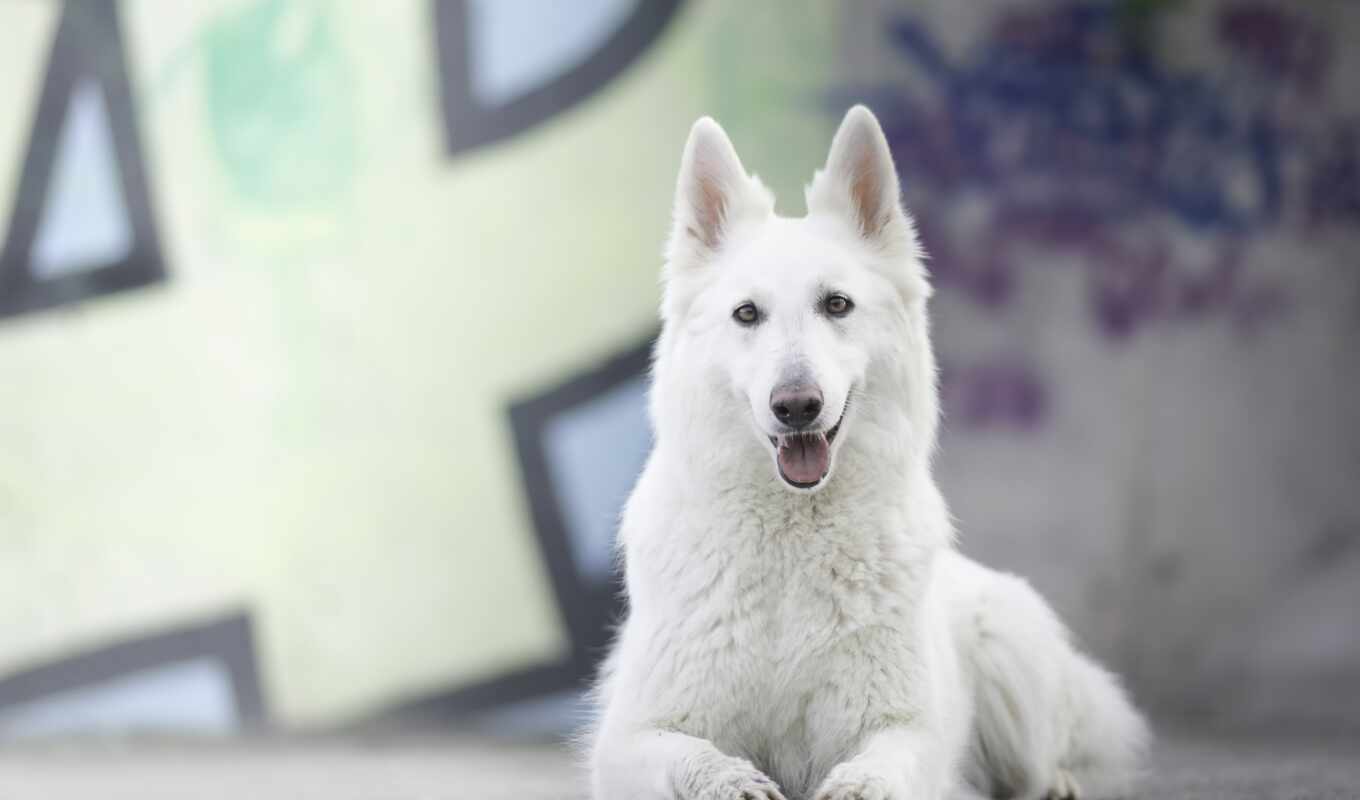 white, dog, awesome, swiss
