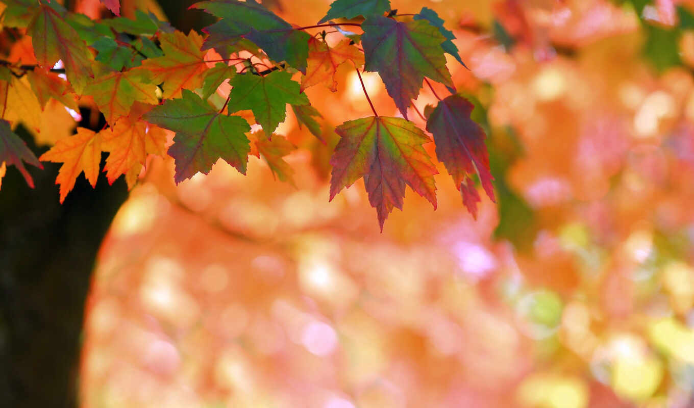 eye, tree, autumn, maple, fly, leaf, sing, makryi