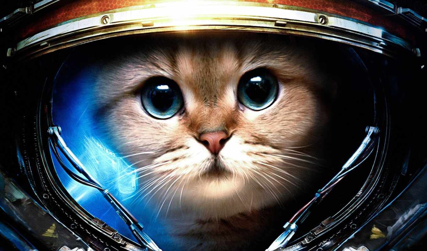 cat, space, youtubekot